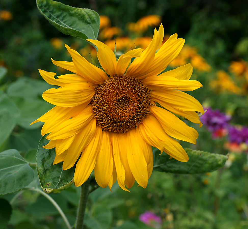 Изображение особи Helianthus annuus.