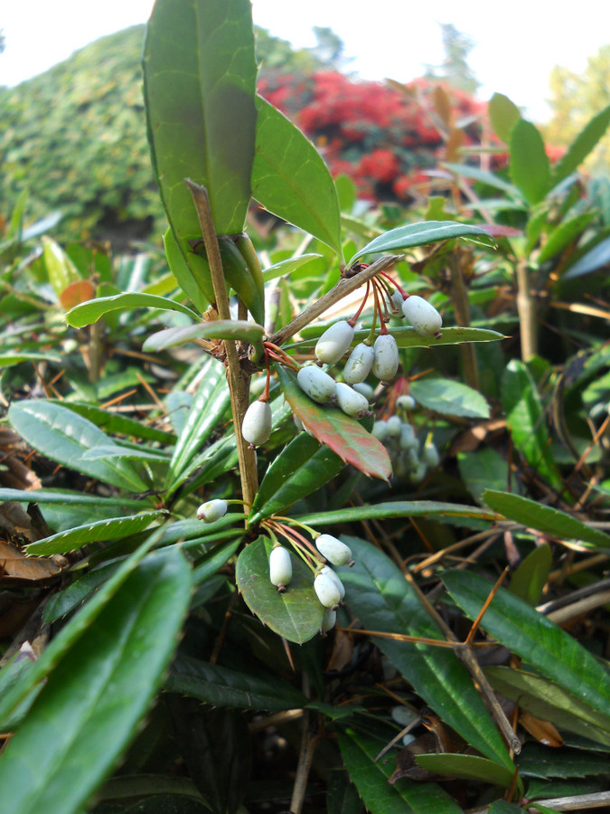 Изображение особи Berberis pruinosa.