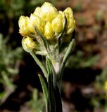 Helichrysum italicum. Верхушка побега с соцветием. Испания, г. Валенсия, резерват Альбуфера (Albufera de Valencia), стабилизировавшаяся дюна. 6 апреля 2012 г.