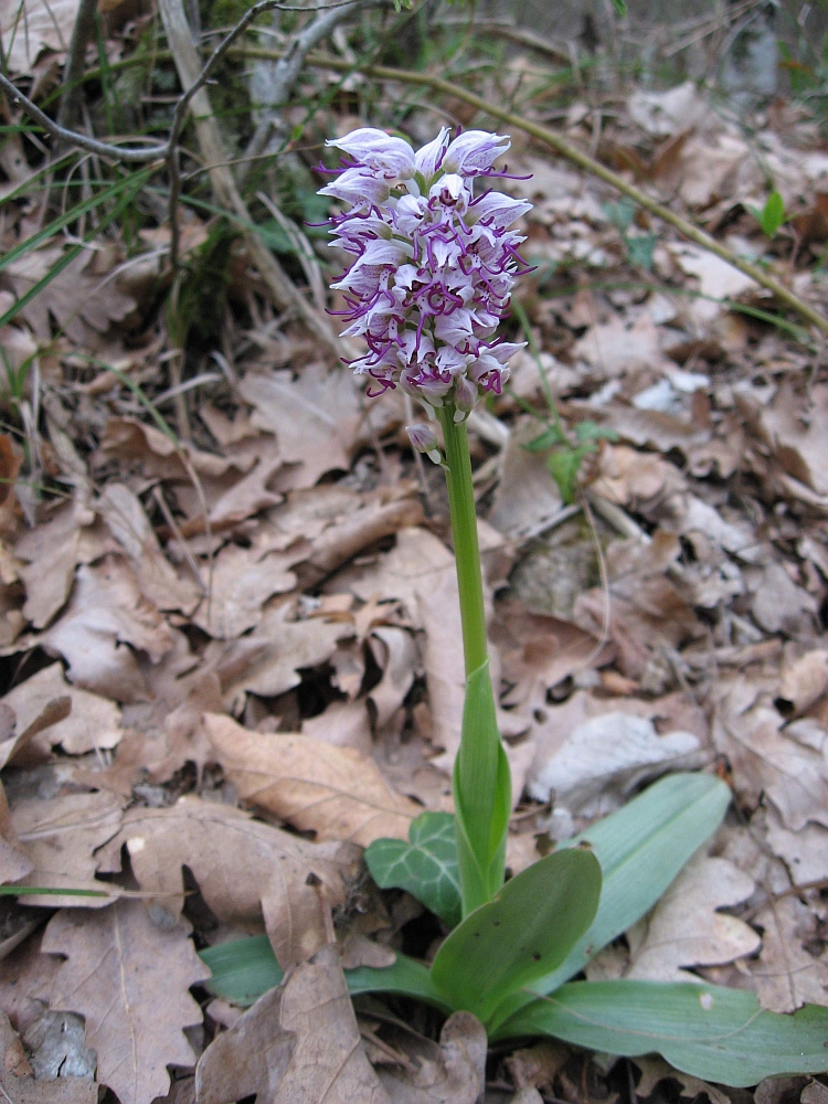 Изображение особи Orchis simia.