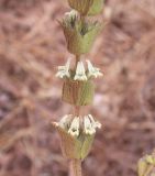 Sideritis perfoliata