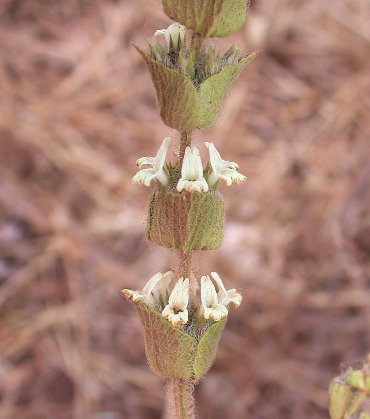 Image of Sideritis perfoliata specimen.