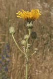 Sonchus arvensis