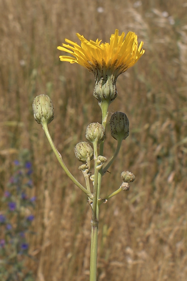 Изображение особи Sonchus arvensis.