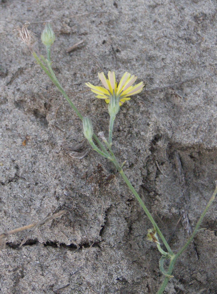 Image of Picris strigosa specimen.