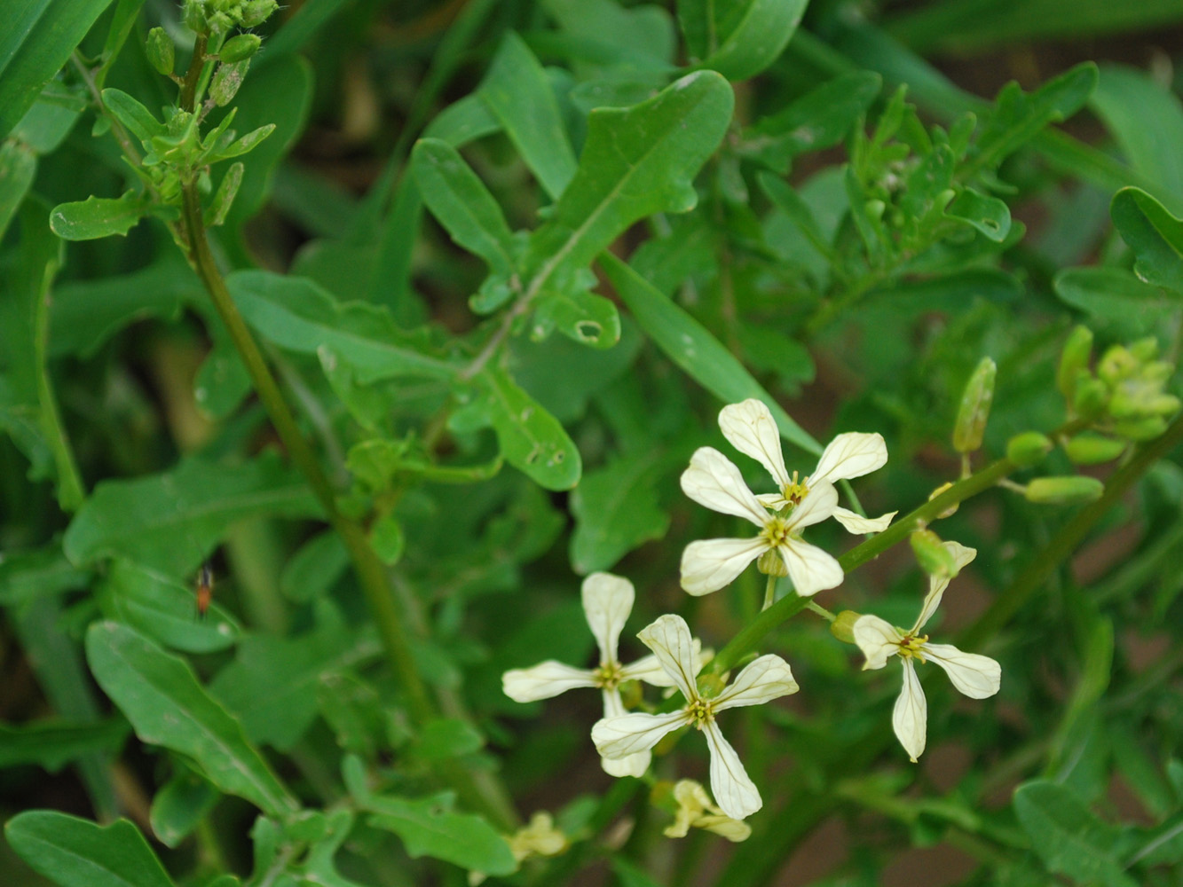 Изображение особи Eruca sativa.