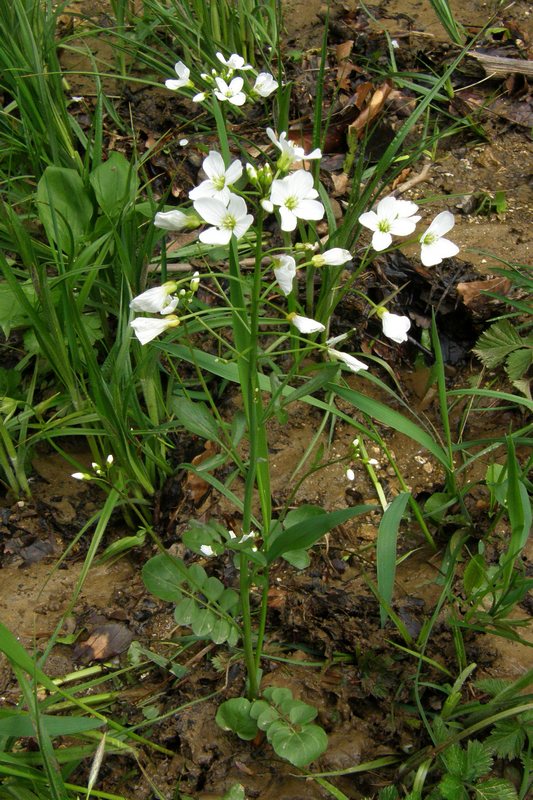 Изображение особи Cardamine tenera.