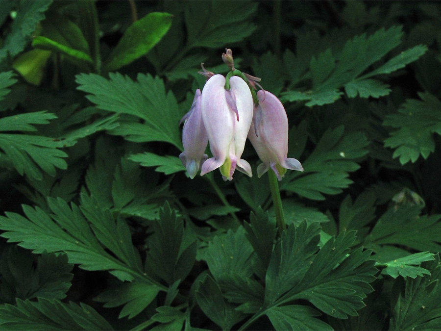 Изображение особи Dicentra formosa.