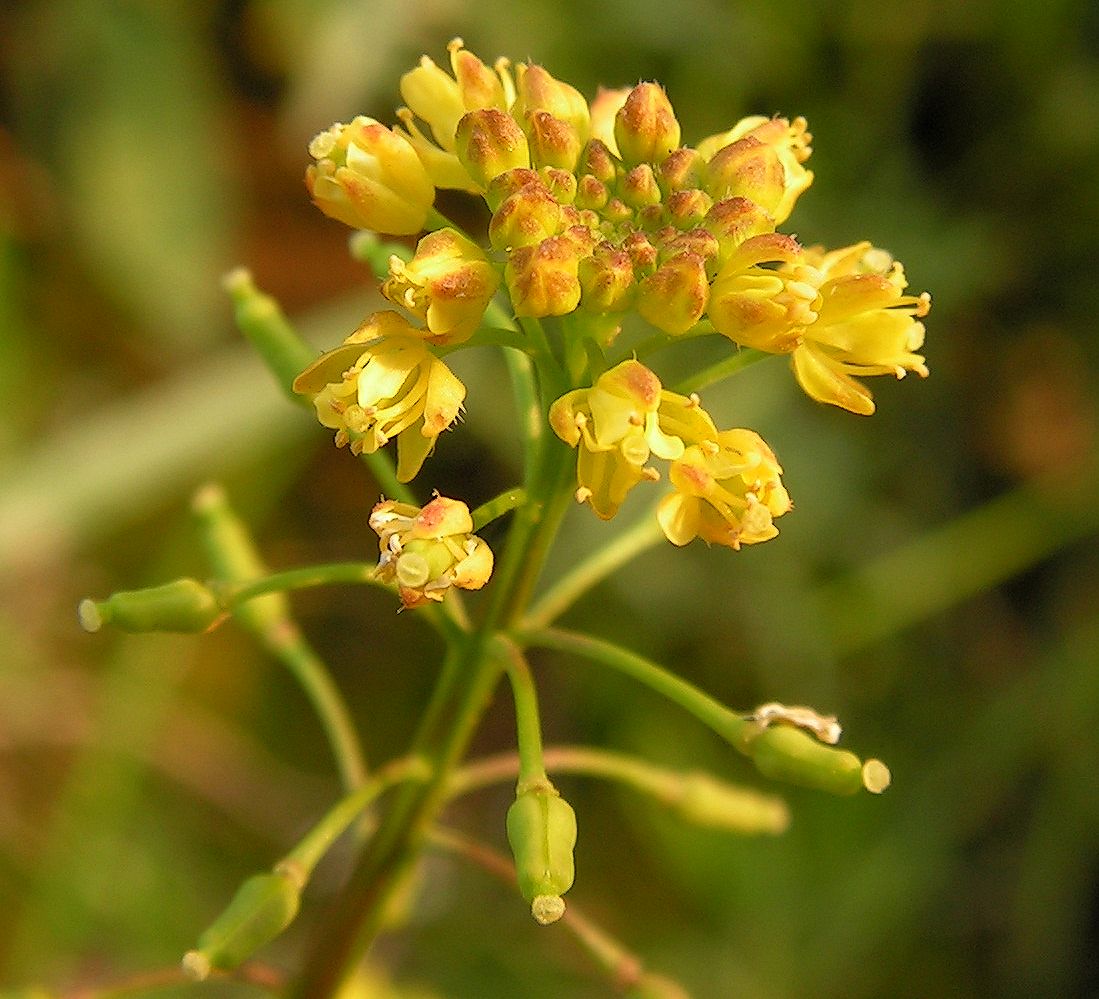 Image of Rorippa palustris specimen.