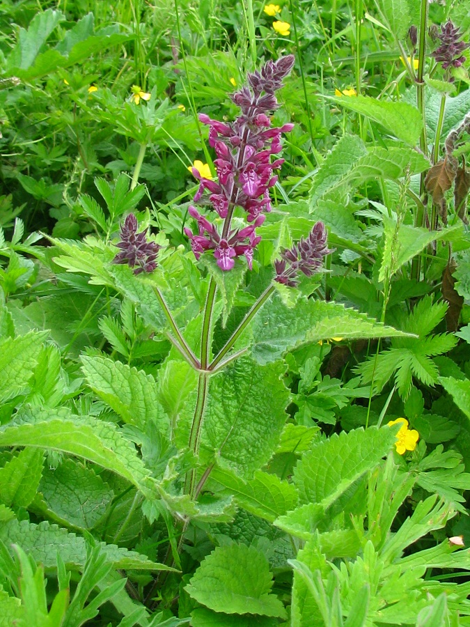 Изображение особи Stachys sylvatica.