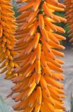genus Aloe. Часть соцветия. Израиль, г. Беэр-Шева, городское озеленение. 27.02.2013.