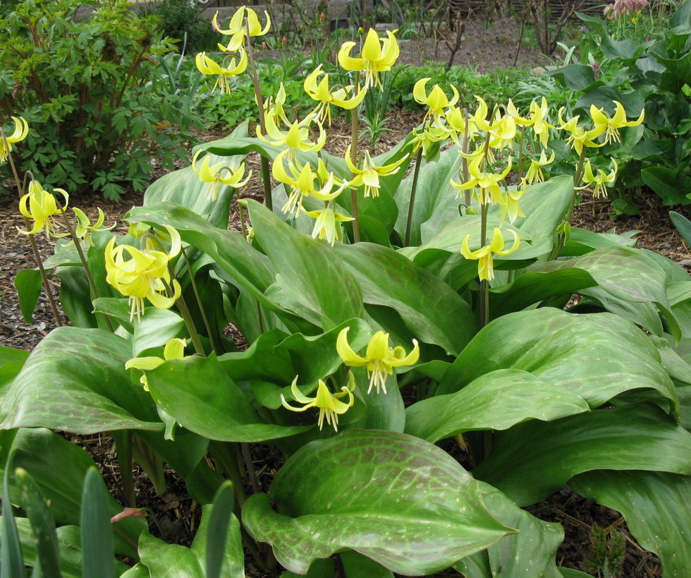 Изображение особи Erythronium tuolumnense.