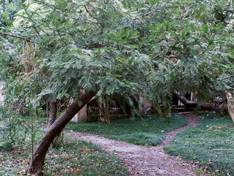 Image of Cephalotaxus harringtonia specimen.