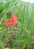 Lathyrus cicera