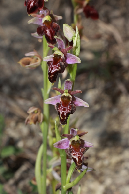 Изображение особи Ophrys &times; aghemanii.