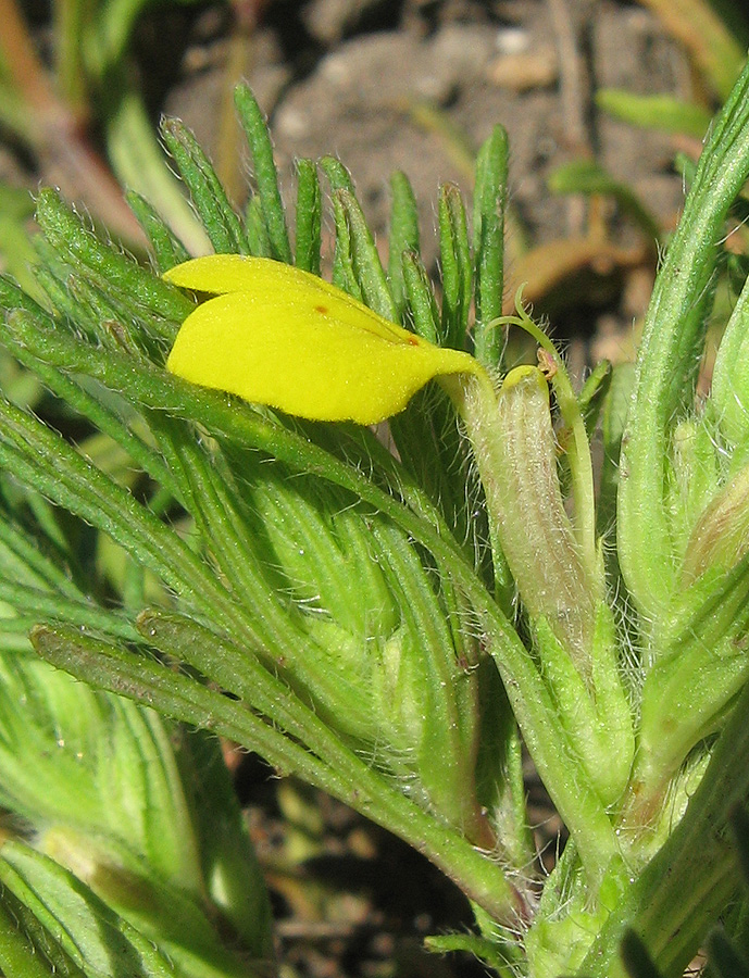 Image of Ajuga chia specimen.