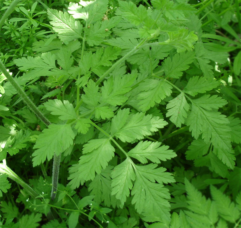 Image of Chaerophyllum temulum specimen.