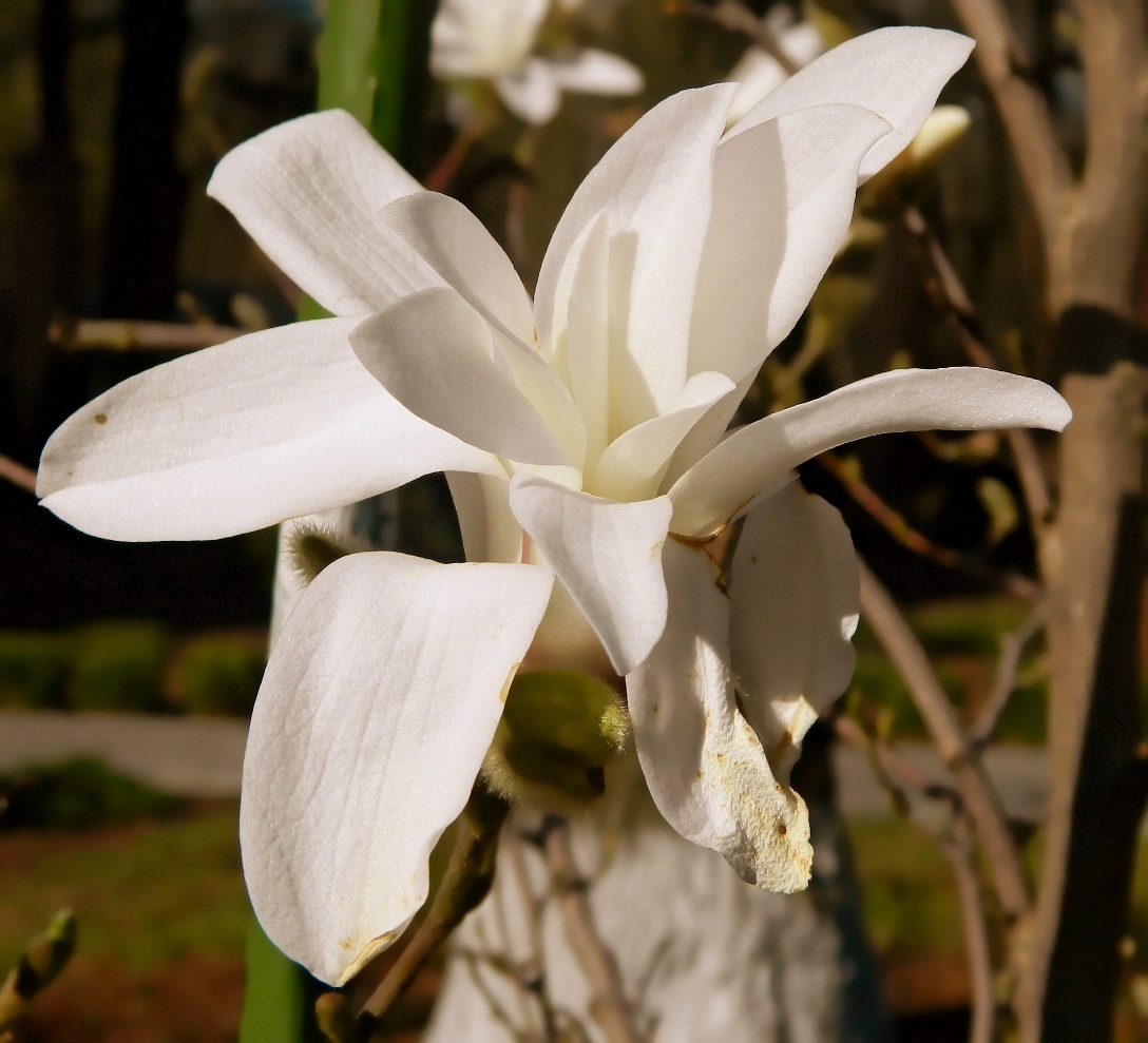 Image of Magnolia stellata specimen.