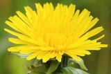 genus Taraxacum. Раскрывающееся соцветие. Ростовская обл., Неклиновский р-н, Николаевское с/п, дол. р. Миус. 19.05.2013.