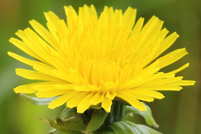 Image of genus Taraxacum specimen.