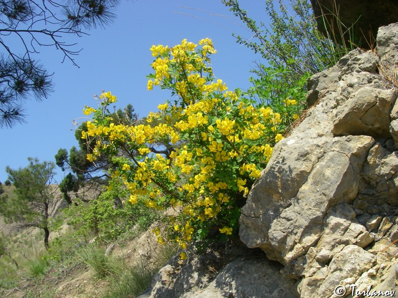 Изображение особи Hippocrepis emeroides.