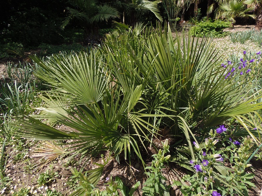 Изображение особи Chamaerops humilis.