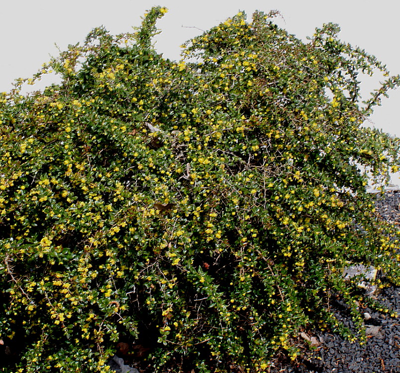 Изображение особи Berberis candidula.