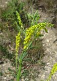 Melilotus officinalis. Верхушка цветущего растения. Крым, Белогорский р-н, окр. с. Земляничное, у дроги. 31 мая 2013 г.