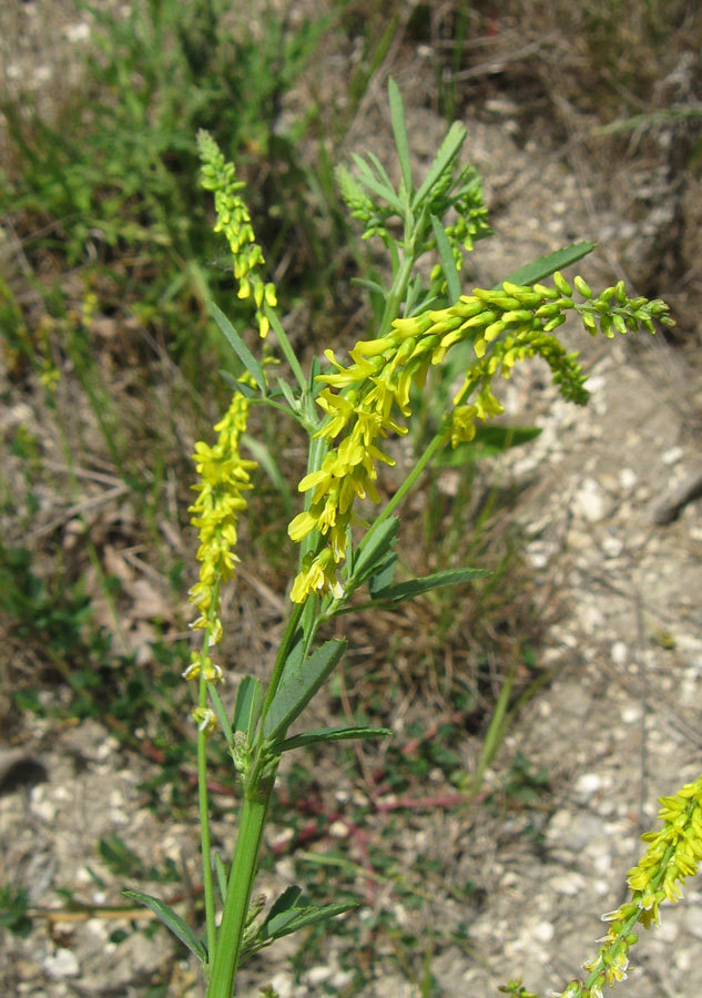 Изображение особи Melilotus officinalis.