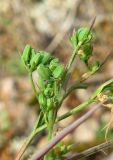 Bupleurum gerardi