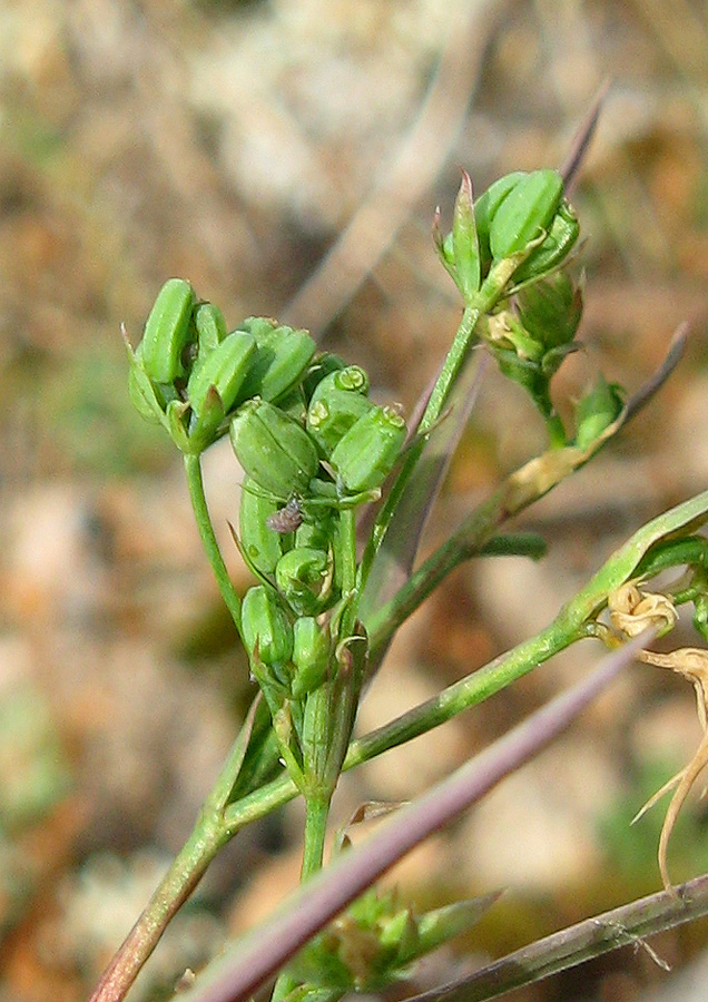 Image of Bupleurum gerardi specimen.