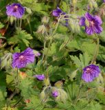 Geranium ibericum