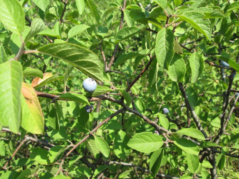 Изображение особи Prunus spinosa.