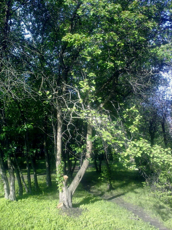 Изображение особи Crataegus douglasii.