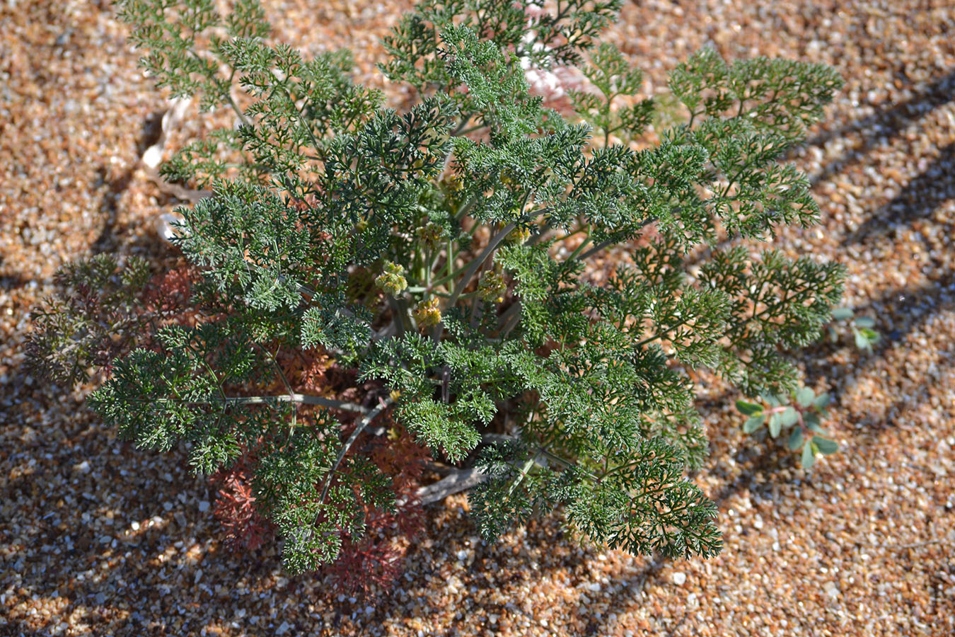 Image of Astrodaucus littoralis specimen.