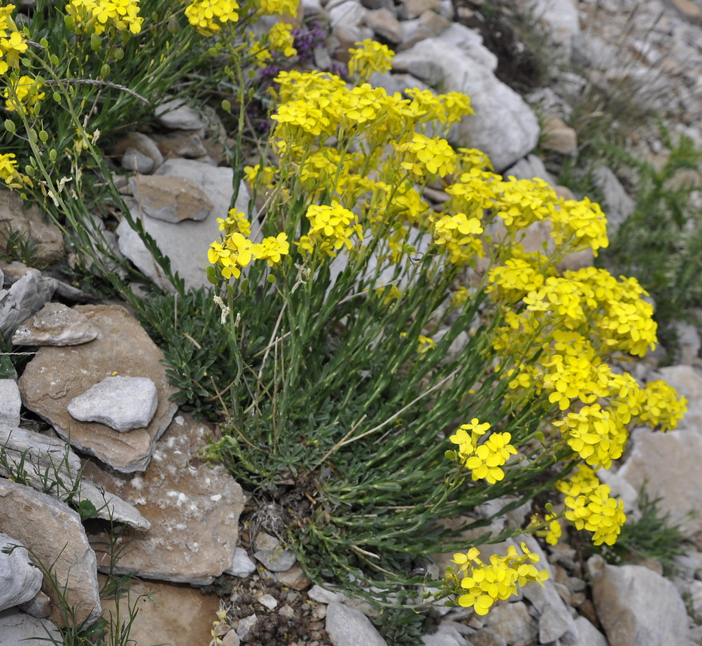 Изображение особи Alyssoides utriculata.