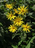 Helianthus tuberosus