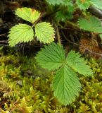 Potentilla asperrima. Листья. Якутия, Хангаласский улус, берег р. Буотамы. Август 2013 г.