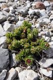 Rhodiola heterodonta. Растение в начале вегетации. Южный Казахстан, хр. Таласский Алатау, ущ. Иргайлы. 02.05.2013.