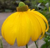 Rudbeckia maxima. Соцветие. Германия, г. Дюссельдорф, Ботанический сад университета. 14.08.2013.