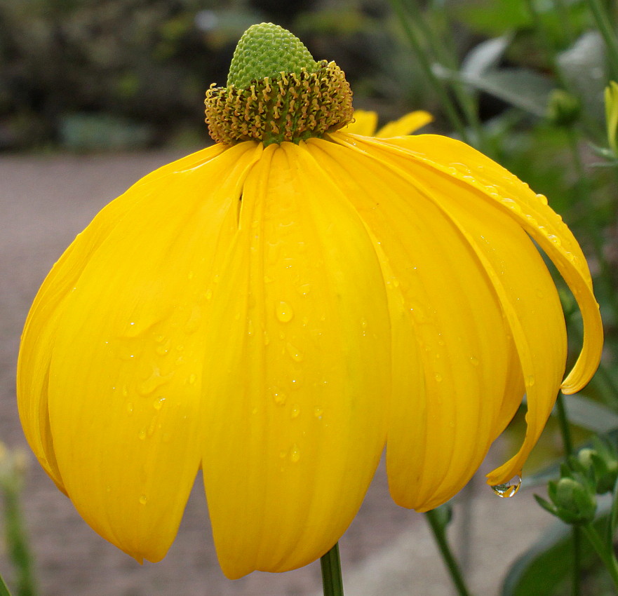 Image of Rudbeckia maxima specimen.