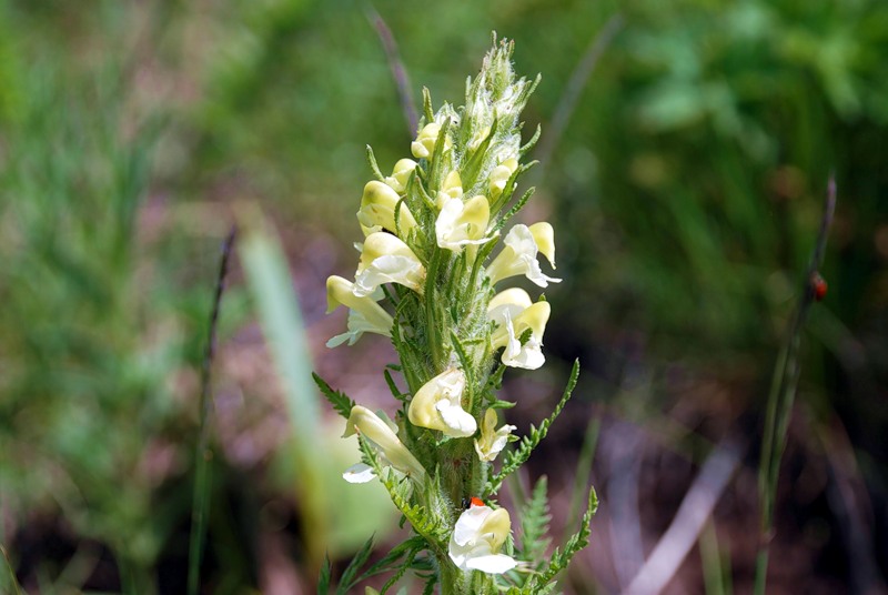 Изображение особи Pedicularis dolichorrhiza.