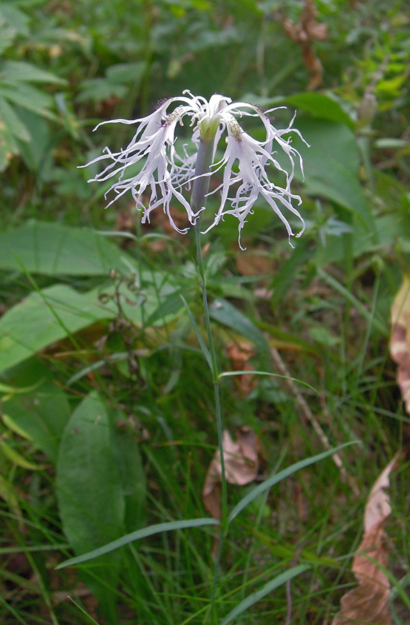 Image of Dianthus superbus specimen.