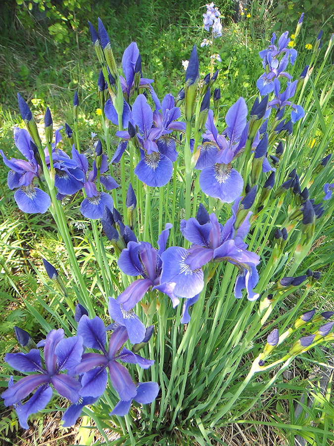 Image of Iris sanguinea specimen.