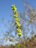 Mercurialis annua. Верхушка побега с соцветием. Краснодарский край, окр. г. Крымск, рекультивированный берег р. Адагум. 25.10.2013.