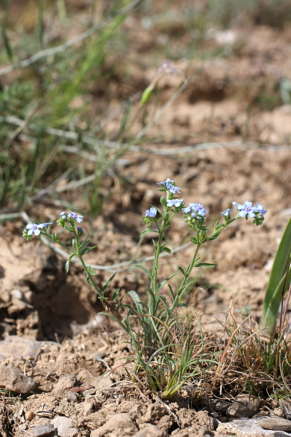 Image of genus Lappula specimen.