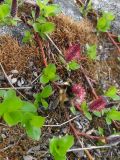 genus Salix