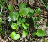 Viola sacchalinensis. Цветущее растение. Иркутск, территория курорта Ангара. 05.06.2012.