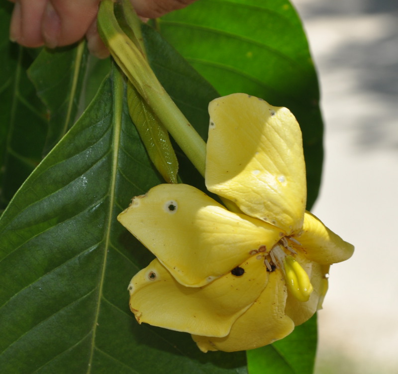 Image of Gardenia carinata specimen.