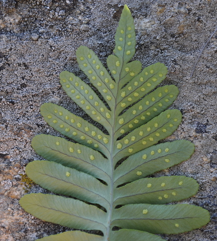 Изображение особи род Polypodium.